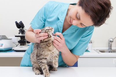 Veterinärqualitätszertifikat